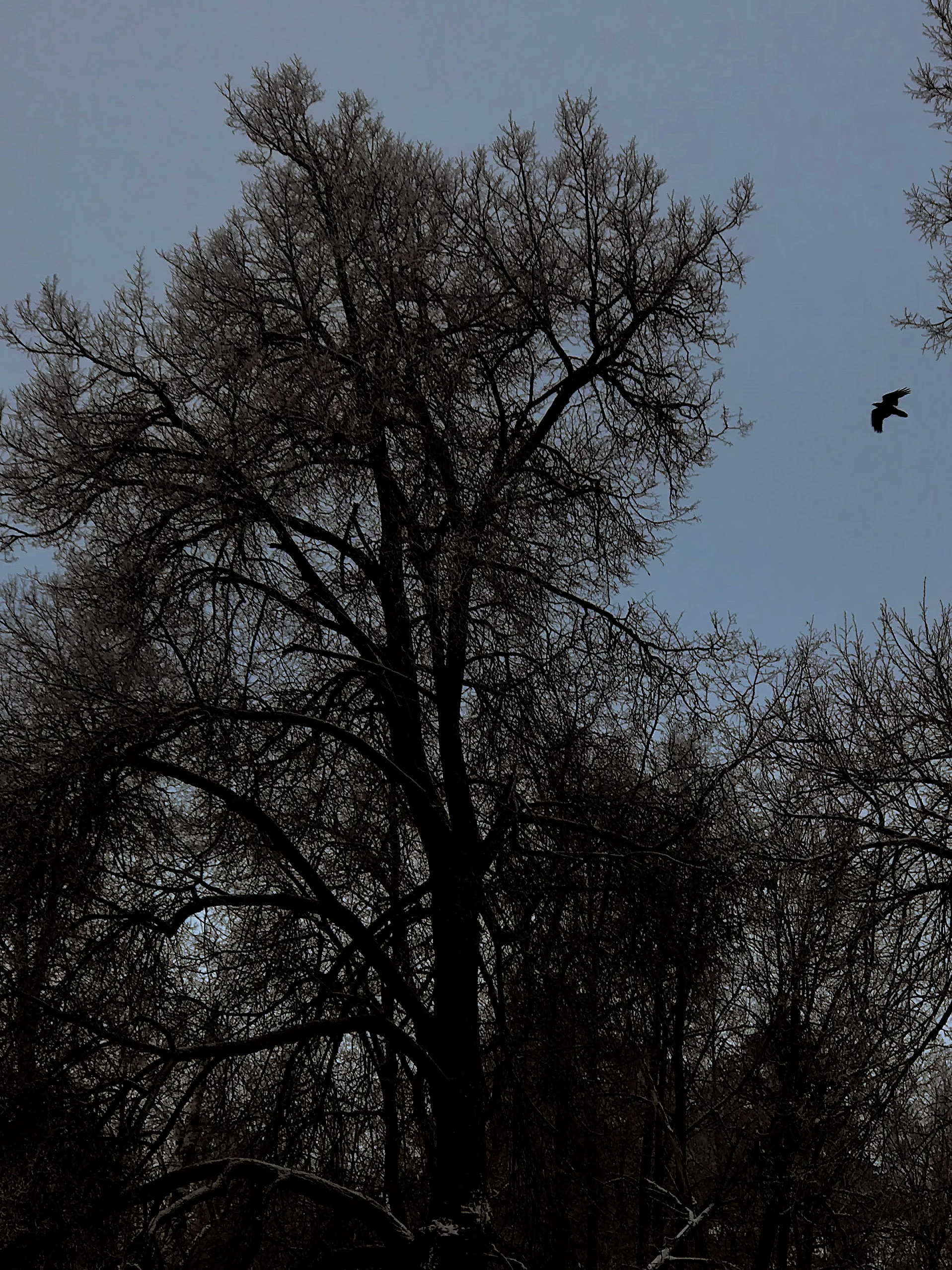 Зимняя ночь